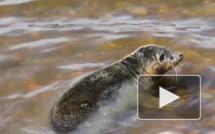 Экологи и тюлени победили застройщиков: в форте Риф будет заповедник, а не стройка
