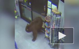 Медведи "ограбили" продуктовые магазины и попали на видео