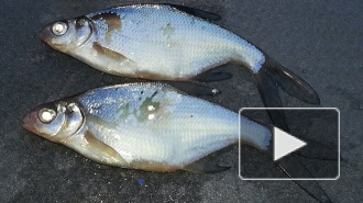 Новости с водоемов: рыбаки предпочитают Ладогу