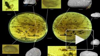Ученые нашли в янтаре сперму возрастом 100 млн лет