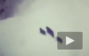 Туристы сняли на видео медвежье семейство на горнолыжном склоне Красной Поляны