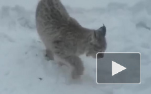 Видео из Удмуртии: рысь обедала во дворе жилого дома