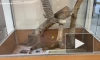 Медсанчасть в Петергофе получила предостережение из-за содержания игуаны