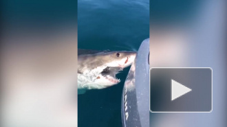 Смелое видео из Австралии: рыбак вступил в бой с акулой