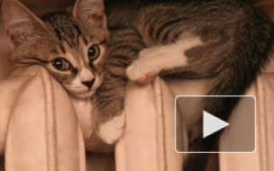 Когда включат отопление в СПБ: даты начала отопительного сезона называют гидрометеорологи