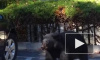Бурый медведь пытался угнать автомобиль у американских молодоженов