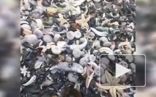 На Камчатке тысячи морских животных выбросились на берег