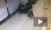 Момент разбойного нападения на женщину на Рихарда Зорге попал на видео