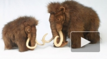 Ученые получили возможность клонировать мамонта