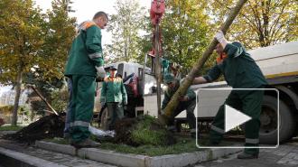 Зеленое восстановление: спустя год согласований на Петроградке посадили каштаны