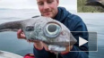 В Норвегии рыбак поймал рыбу-монстра с аномально большим...