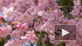 В Японии началось цветение сакуры, которое символизирует скоротечность жизни