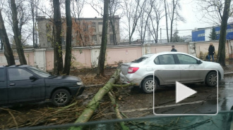 На Салова в Петербурге дерево рухнуло на автомобиль