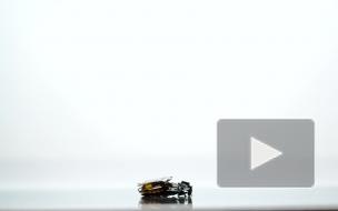 В Японии разработали тараканов-киборгов