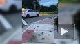 Видео: сотни крабов атаковали Флориду