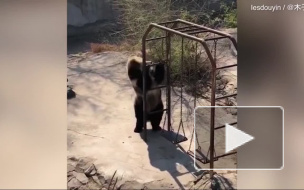 "Веселый дэнс": медведица зажигательно танцует в честь весны 