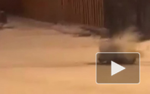 В Иркутске из зоопарка сбежал белый дикобраз