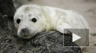 Петербургские зоологи спасли детенышей серого тюленя
