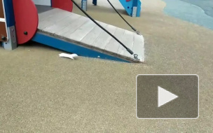 Во дворе дома на Комендантском заметили ласку