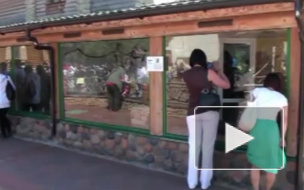 В Ленинградском зоопарке в семействе анаконд и птиц эму произошло прибавление