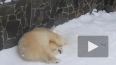 Видео: медведица Хаарчаана строит себе "гнездо"
