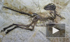 В Китае нашли останки пернатого динозавра. Зачем ему перья, ученые не знают