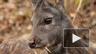 Редкий "олень - вампир" попал на видео в Приморье