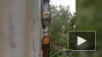 Видео: на Демьяна Бедного мужчина орет песни на балконе ...