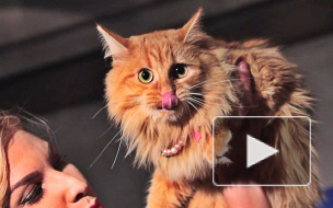 В Петербурге показали котовасию в блокбастерах