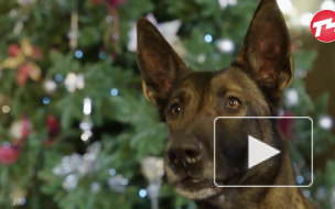 Видео из Челябинска: Горожан с наступающим Новым Годом официально поздравила полицейская овчарка