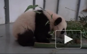 Новорожденная панда из Московского зоопарка сделала первые шаги
