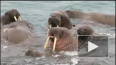 Россияне в Арктике сыграли на гармошке вальс для моржей ...