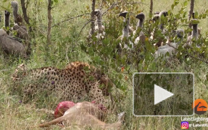 В ЮАР лев украл у грифов украденную у гепарда добычу