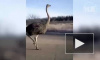 Видео: В Смоленской области на трассе заметили бегущего страуса
