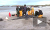 Черные дельфины массово гибнут на Ирландском побережье