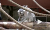 В Ленинградском зоопарке назвали имя и пол новорожденного лемура
