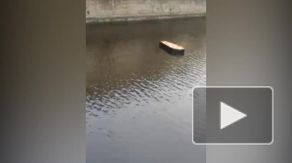 Видео: по набережной канала Грибоедова плывет гроб