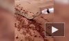 Удивительно видео из Саудовской Аравии: неравнодушные спасли змею от смерти