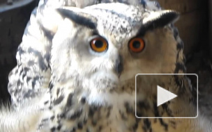 У Исаакиевского собора полиция спасла от мучительной гибели совят-фотомоделей