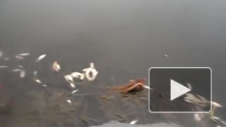 Рыбу в реке Кузьминка убили опасные токсины