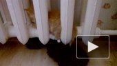 Котятки
