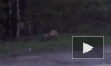 Жителей Выборга удивила пробежавшая через дорогу лисичка 