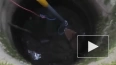 Видео: в Ломоносове из люка достали лисенка