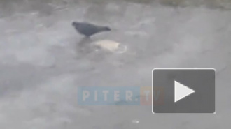 Реки и каналы Петербурга застилает льдом. На воде появилось сало