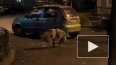 Свинья разгуливала по улице Некрасова в Петербурге