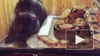 На Youtube уничтожены ролики жестокого скармливания удаву животных, живодера пытаются засудить