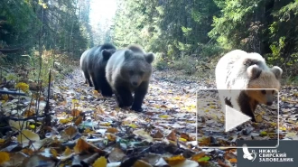 В Нижне-Свирском заповеднике сняли на видео медведицу и ее четырех малышей