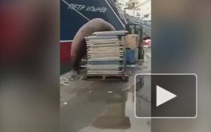 Забавное видео из Петропавловска-Камчатского: Сивуч ворующий рыбку попал на видео