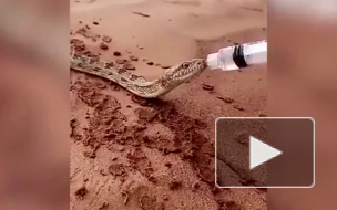 Удивительно видео из Саудовской Аравии: неравнодушные спасли змею от смерти