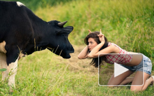Под Петербургом прошел конкурс красоты среди коров, телки красиво мычали